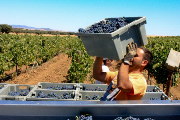 Crear un buen vino es una labor ardua, pero con un sabor inolvidable