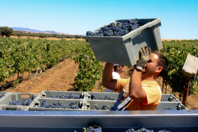 Crear un buen vino es una labor ardua, pero con un sabor inolvidable