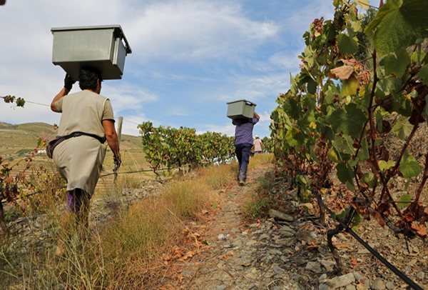 La qualit&eacute; du vin commence dans le vignoble