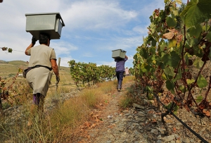The wine  quality begins in the vineyard